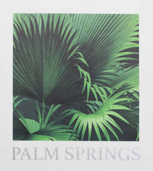 熱帶棕櫚葉，下方有粗體 palm springs 文字。