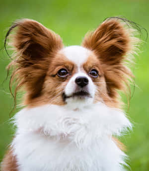 毛茸茸嘅啡白色蝴蝶犬，有大耳朵，喺戶外向上望。 — 狗 壁紙