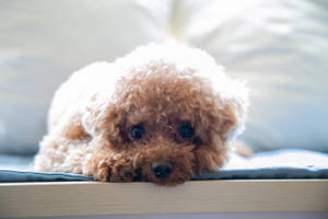 一隻毛茸茸的棕色貴賓犬幼犬將頭擱在藍色墊子上的木邊上。