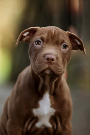 一隻棕色幼犬胸前有白色星形斑紋，溫柔地凝視著鏡頭。