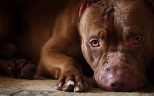 一隻棕色比特犬將頭靠在有紋理的地板上，眼睛充滿靈魂。 — 狗 壁紙