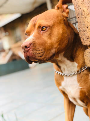 一隻戴著鏈條項圈的棕色比特犬靠著石牆。