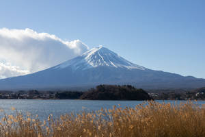白雪覆蓋的富士山，越過前景有金色蘆葦的湖泊觀看。