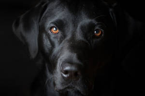 黑色拉布拉多犬在黑暗中琥珀色眼睛發光的特寫。