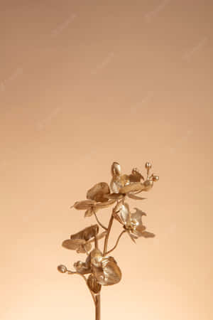 金色蘭花莖與花朵和花蕾在桃色背景上