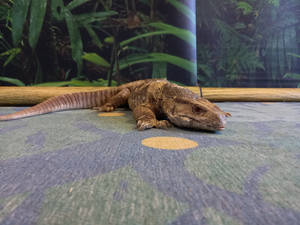 一隻大型巨蜥在綠色植物附近的迷彩圖案表面上休息。 — 動物 壁紙