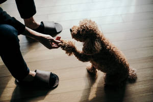室內跪著與毛茸茸的棕色貴賓犬握手的人。