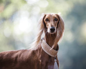 一隻長毛視覺獵犬戴著帶圖案的項圈，在戶外平靜地看著相機。
