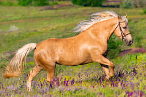 帕洛米諾馬在陽光明媚的日子裡奔馳過紫色花田 — 動物 壁紙