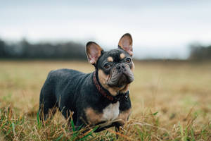 黑色和棕褐色的法國鬥牛犬站在草地上。