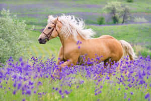 金色馬匹在日光下奔馳過紫色花田 — 馬 壁紙