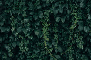 深綠色常春藤葉覆蓋牆壁，有幼細嘅藤蔓纏繞其中。 — 植物 壁紙