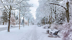 雪覆蓋的公園小徑，結霜的樹木和長椅，陰沉天空