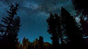 松樹剪影框住了可見銀河的星空。