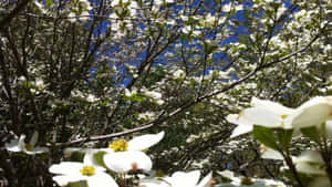 白色山茱萸花盛開，透過樹枝可見藍天。