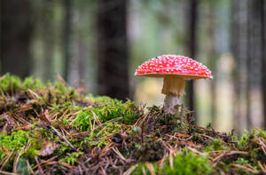 在長滿苔蘚的森林地面上生長的紅色毒蠅傘蘑菇