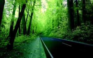一條黑暗的道路蜿蜒穿過充滿活力的綠色森林，兩旁是高聳的樹木。