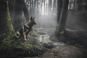 德國牧羊犬坐在霧氣繚繞的森林中，陽光穿過樹木。 — 狗 壁紙