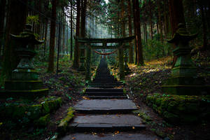 石階穿過迷霧森林，通往傳統日本神社的大門。