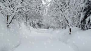 飄雪森林小徑，積雪樹木