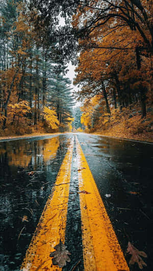 潮濕的秋日道路，兩旁金色的樹木映照在雨水濕滑的瀝青路上。