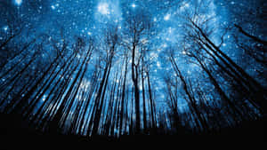 森林樹木在繁星點點的藍色夜空下形成剪影。 — 夜空 壁紙