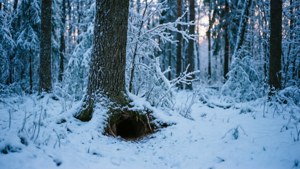 黃昏雪林，樹上結霜，空心圓木。