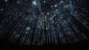 夜晚的星空森林，高大的樹木在發光的天空襯托下形成剪影。 — 星星 壁紙