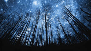 高聳的樹木剪影框出一個耀眼繁星點點的夜空。 — 黑暗森林 壁紙