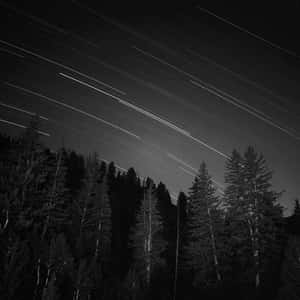夜晚松樹林上空的星軌，黑白。