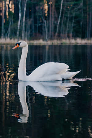 一隻白天鵝漂浮在平靜的湖面上，湖面映照著暮色中的森林。
