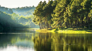一隻黑天鵝在平靜的湖面上游泳，周圍環繞著高大的松樹和霧氣瀰漫的森林。