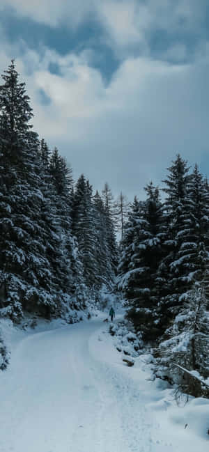 一個人在雪地小徑上遠足，穿過冬季森林，樹木被雪覆蓋。 — 森林景色 壁紙