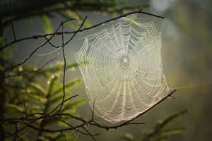 在森林中，樹枝上閃爍著露珠的蜘蛛網，日出時分。 — 森林景色 壁紙