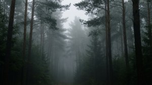 高大的松樹矗立在霧氣瀰漫的森林中，色調柔和，呈現灰綠色。