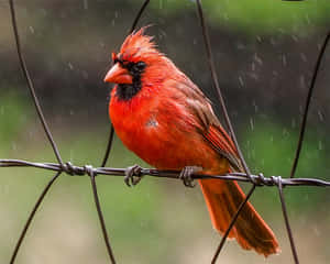 一隻鮮紅色的紅衣鳳頭鳥在陣雨中坐在鐵絲網籬笆上。