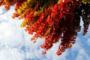 秋天紅黃相間的楓葉，背景是藍天白雲。