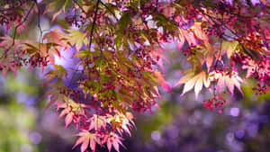 秋日楓葉在粉紅和金色中閃耀，映襯著模糊的森林背景。 — 樹 壁紙