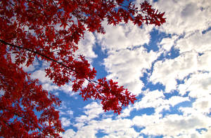 紅色楓樹枝條框住帶有白雲的藍天。