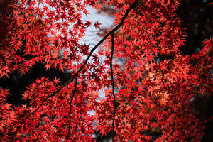 明亮的紅色楓葉，背景是藍天和深色樹枝。