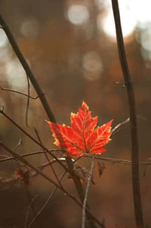秋日森林樹枝上一片亮紅色的楓葉，背景柔和模糊。 — 樹葉 壁紙