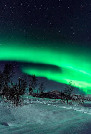 綠色北極光照亮繁星夜空下的雪景。