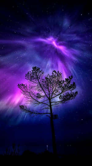 一棵孤樹在發光的紫色極光和星空下。