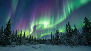 綠色和紫色極光照亮星空下的雪林