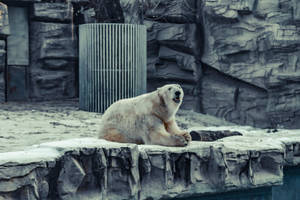 北極熊在動物園岩石架上咆哮，背景有雪和石頭。