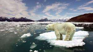 北極熊在冰塊上，背景是北極水域和雪山。
