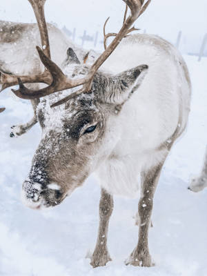 一隻被雪覆蓋的馴鹿在冬季站在雪地上。 — 北極熊 GIF 壁紙