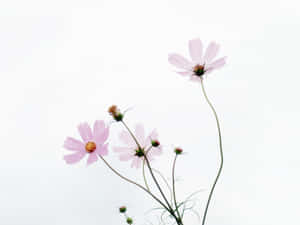 粉紅色波斯菊，細長莖，柔和的白色天空。