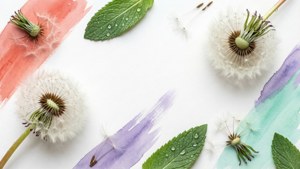 水彩背景上的蒲公英種子球和薄荷葉帶有露珠。