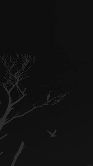 蒼鷺和一隻小鳥在黑暗夜空和光禿禿的樹枝襯托下的剪影。 — 黑白 壁紙